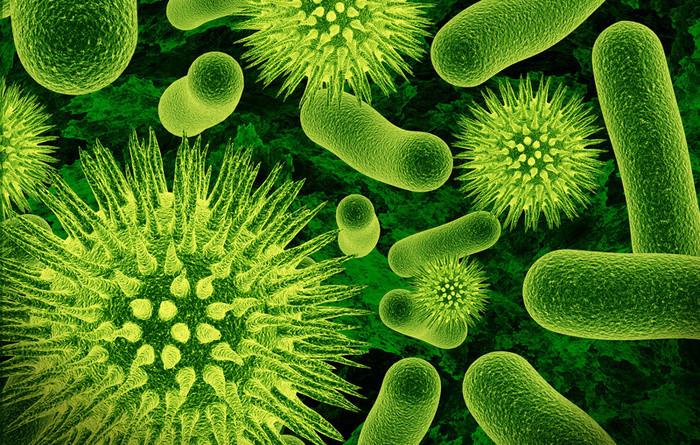 gut-flora-bacteria