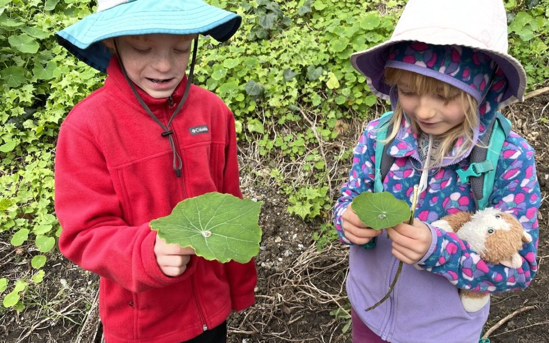 Two Droplets and a Leaf