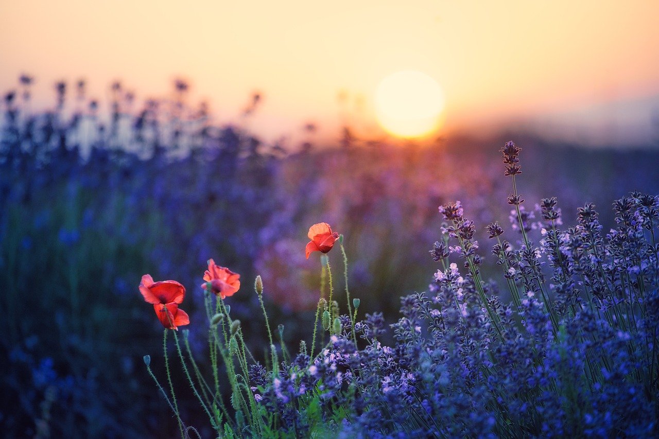sunset-8545419_1280